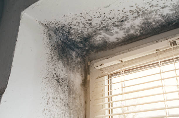 Affordable Mold Remediation solutions in Richland, MI