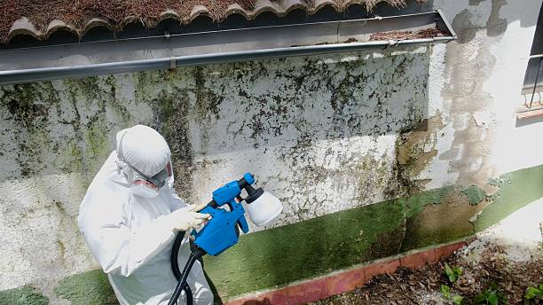Trusted Crawl Space Mold Removal service in Richland, MI - Cheap Mold Removal